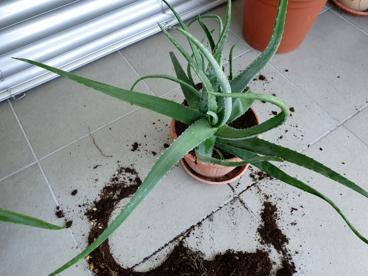 Aloe Vera Ableger in neuen Pflanztopf einpflanzen