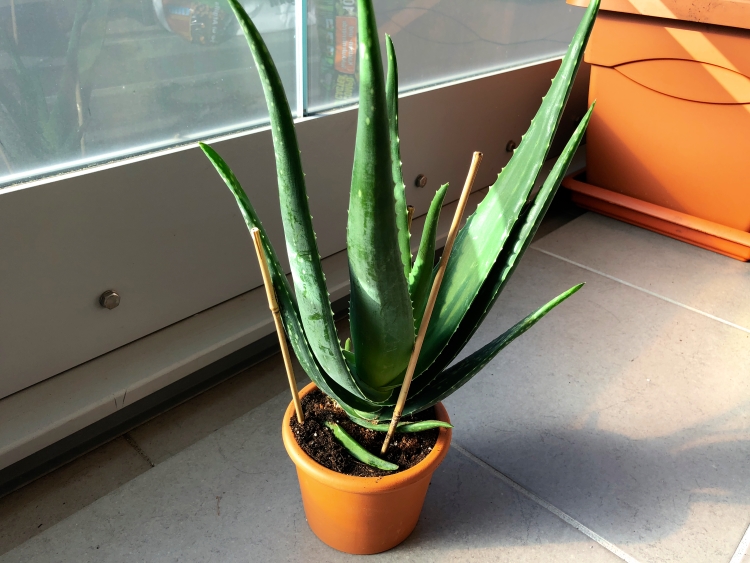 Aloe Vera Pflanze auf dem Balkon