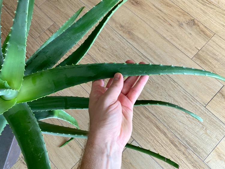 gesunde Aloe Vera Pflanze